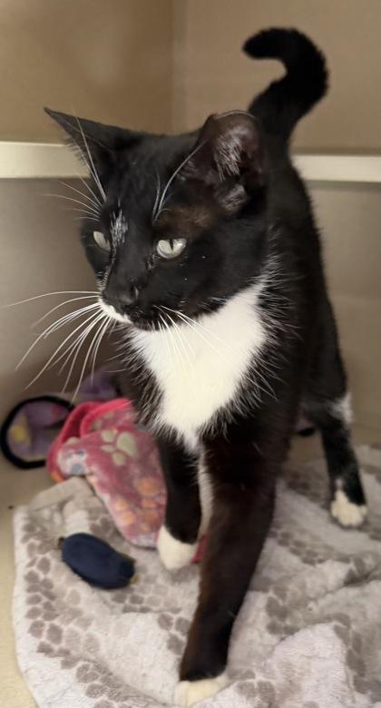 Enlarge Domzee, a ADOPTABLE mixed breed in Salem, NH image 2/2