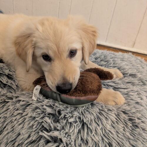 Cantaloupe, Adoptable, Puppy Female Husky & German Shepherd Dog.
