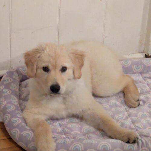 Enlarge Cantaloupe, a Adoptable mixed breed in Hawkestone, ON image 2/5