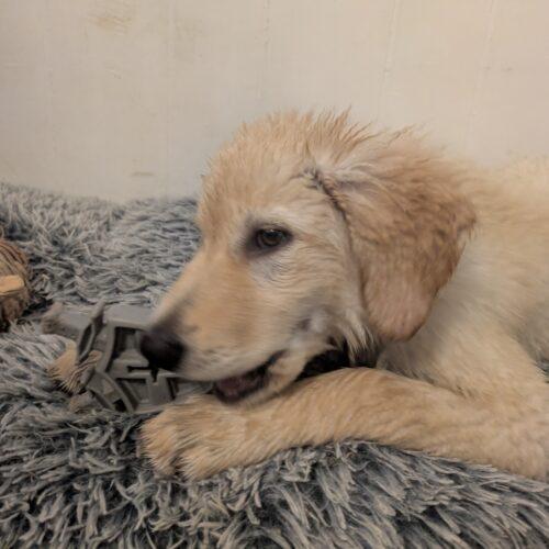 Enlarge Cantaloupe, a Adoptable mixed breed in Hawkestone, ON image 3/5
