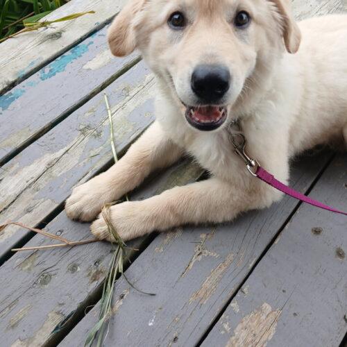 Enlarge Cantaloupe, a Adoptable mixed breed in Hawkestone, ON image 4/5
