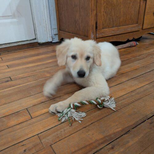 Enlarge Cantaloupe, a Adoptable mixed breed in Hawkestone, ON image 5/5