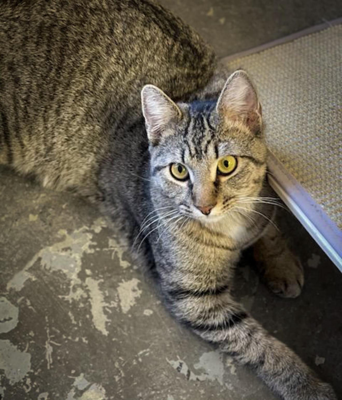 Enlarge Tabby Finn, a ADOPTABLE mixed breed in Broken Arrow, OK image 1/1