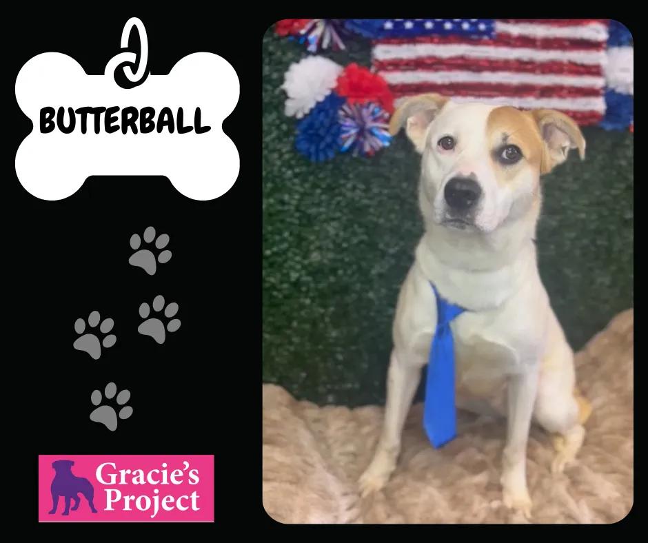 Enlarge Butterball, a Adoptable mixed breed in Columbus, OH image 1/1