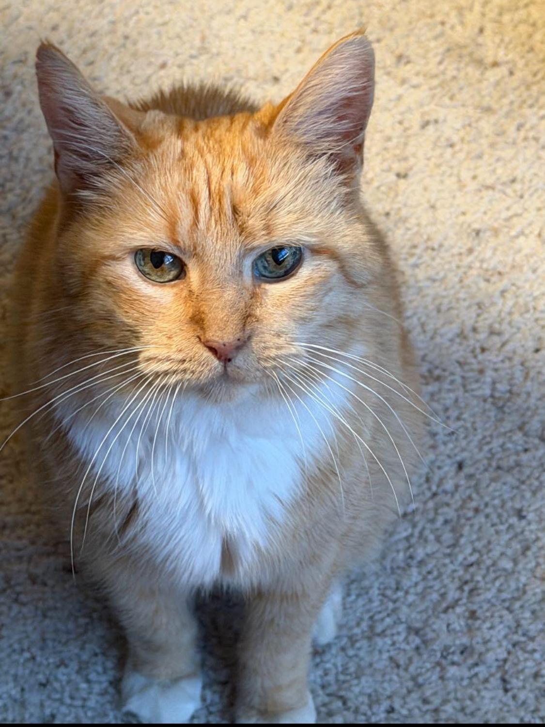 Bindie, adopted, Young Female Tabby & Siberian.