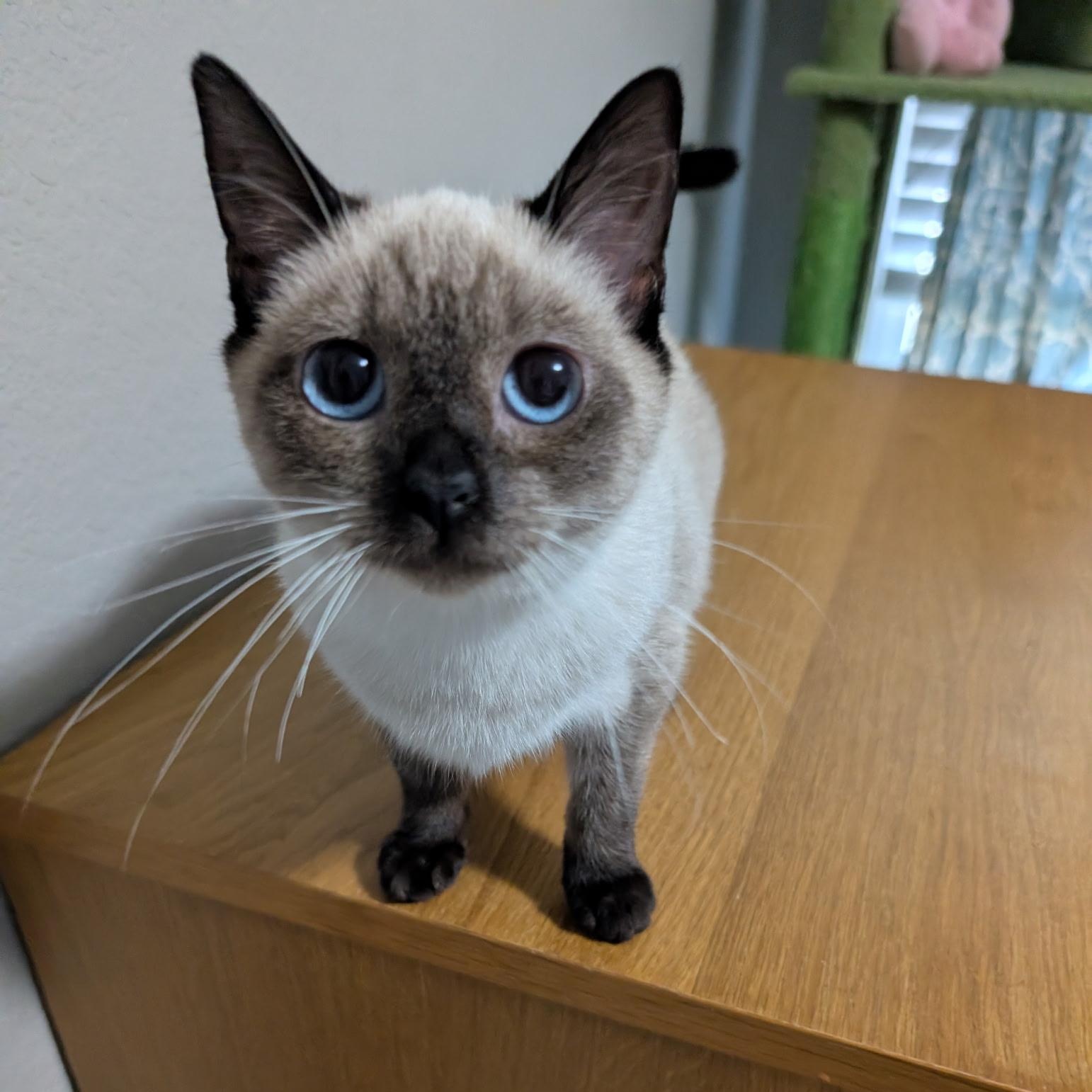 Enlarge Tamara Grace , an adopted Siamese in Cedar Park , TX image 2/3