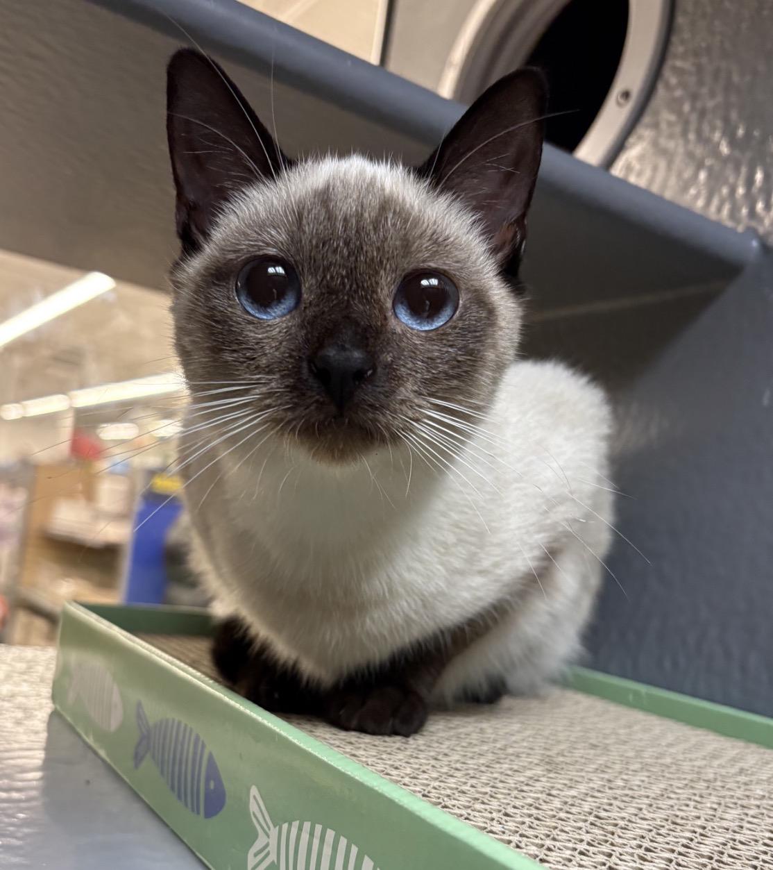 Enlarge Tamara Grace , an adopted Siamese in Cedar Park , TX image 1/3