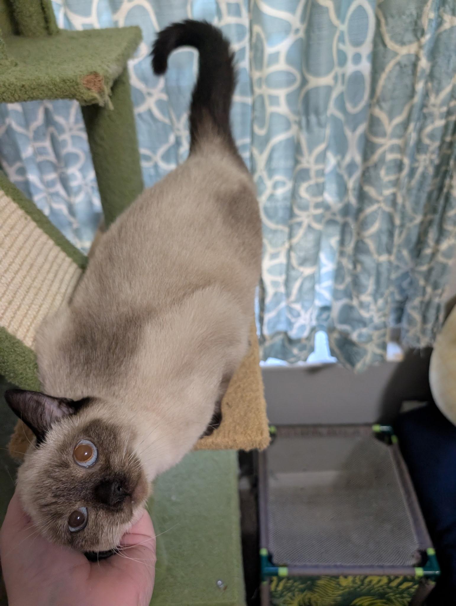 Enlarge Tamara Grace , an adopted Siamese in Cedar Park , TX image 3/3
