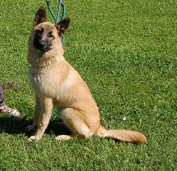 LADY AD 06-12-25, Adopted, Young Female Belgian Shepherd / Malinois.