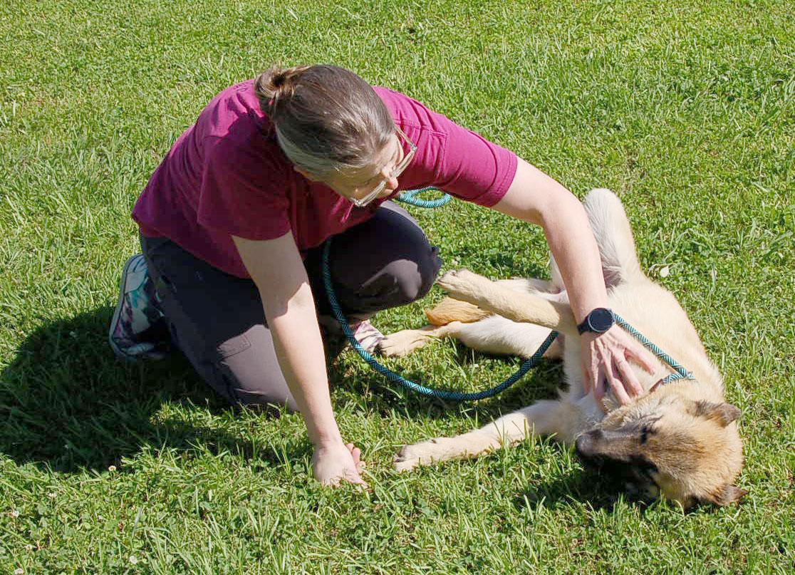 LADY AD 06-12-25, a Adopted Belgian Shepherd / Malinois in Preston, CT image 2/5