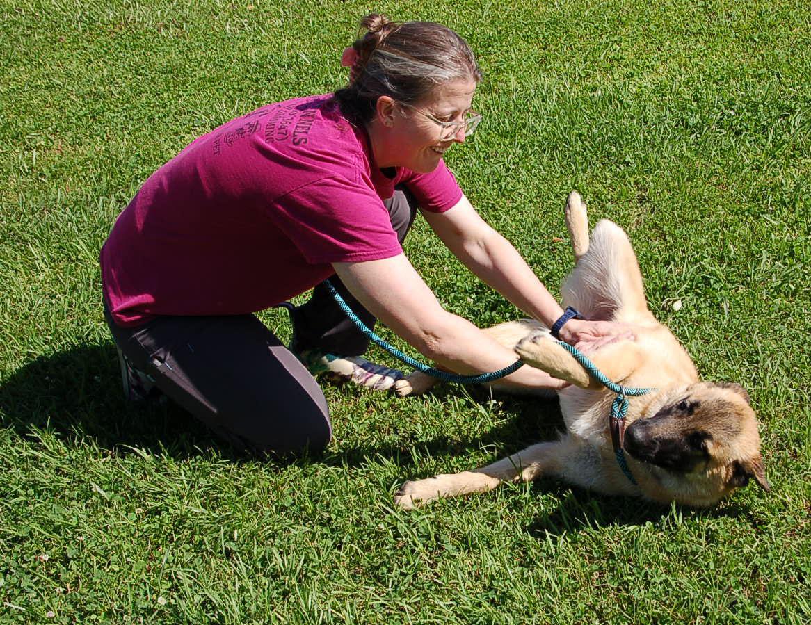 LADY AD 06-12-25, a Adopted Belgian Shepherd / Malinois in Preston, CT image 3/5