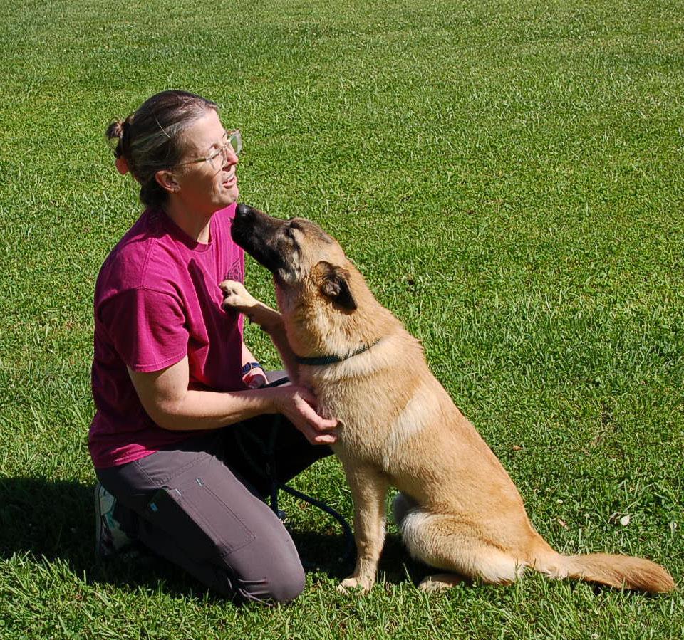 LADY AD 06-12-25, a Adopted Belgian Shepherd / Malinois in Preston, CT image 4/5