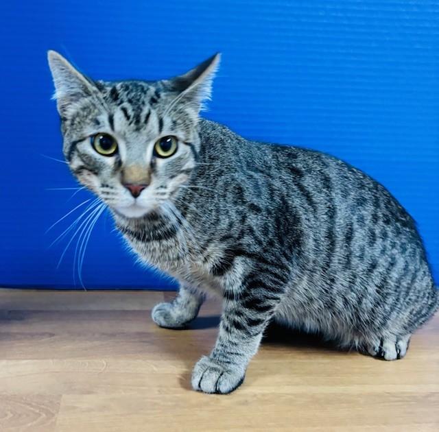 Louie, adopted, Young Male Domestic Medium Hair.