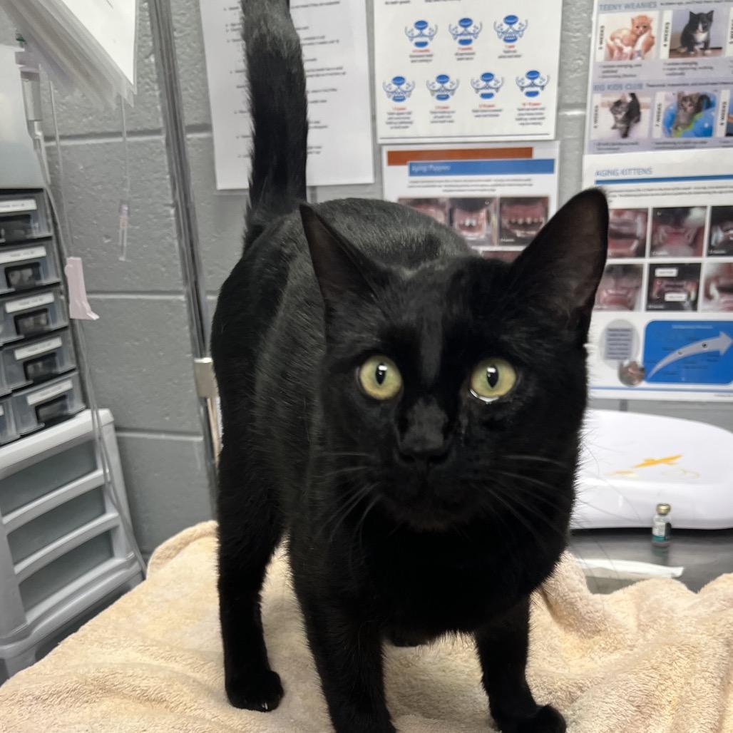 Manny (Critter Barn), Adoptable, Adult Male Domestic Short Hair.