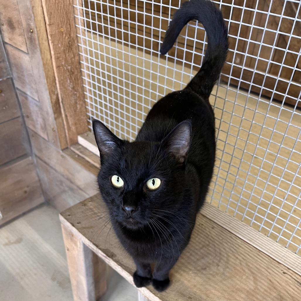 Enlarge Manny (Critter Barn), a Adoptable Domestic Short Hair in West Olive, MI image 3/5