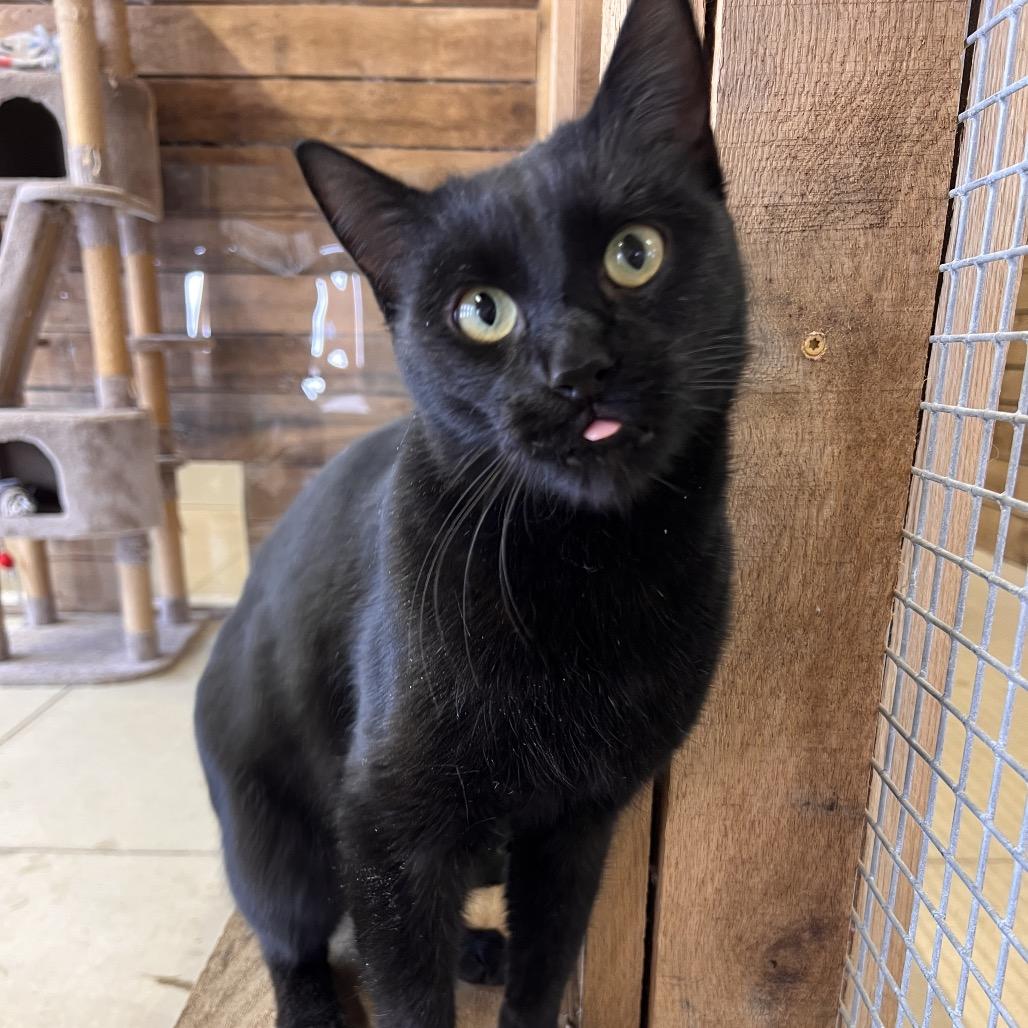 Enlarge Manny (Critter Barn), a Adoptable Domestic Short Hair in West Olive, MI image 4/5