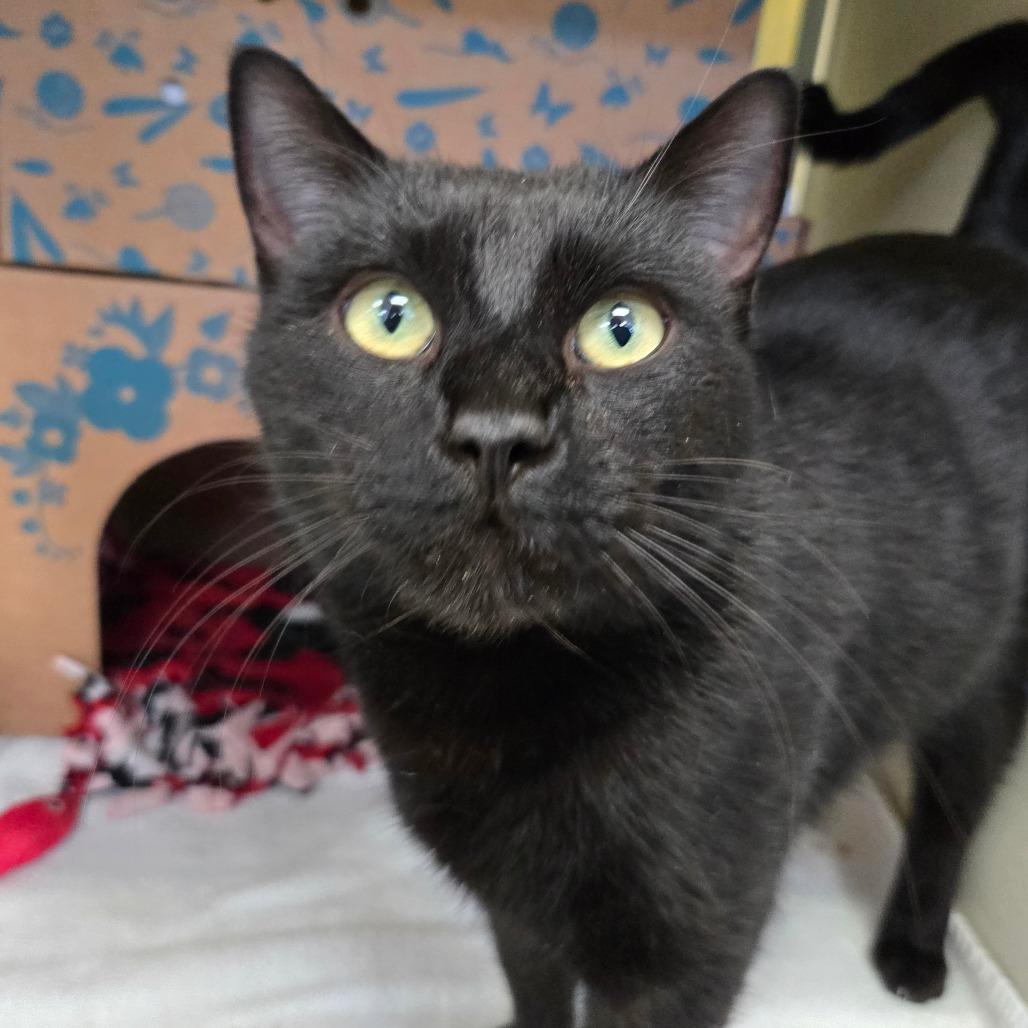 Enlarge Manny (Critter Barn), a Adoptable Domestic Short Hair in West Olive, MI image 5/5