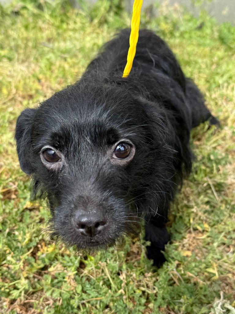 Enlarge Cameron, a Adoptable mixed breed in Vacaville, CA image 1/1