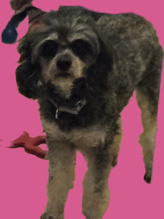 Kameron, Adoptable, Adult Male Cavapoo.