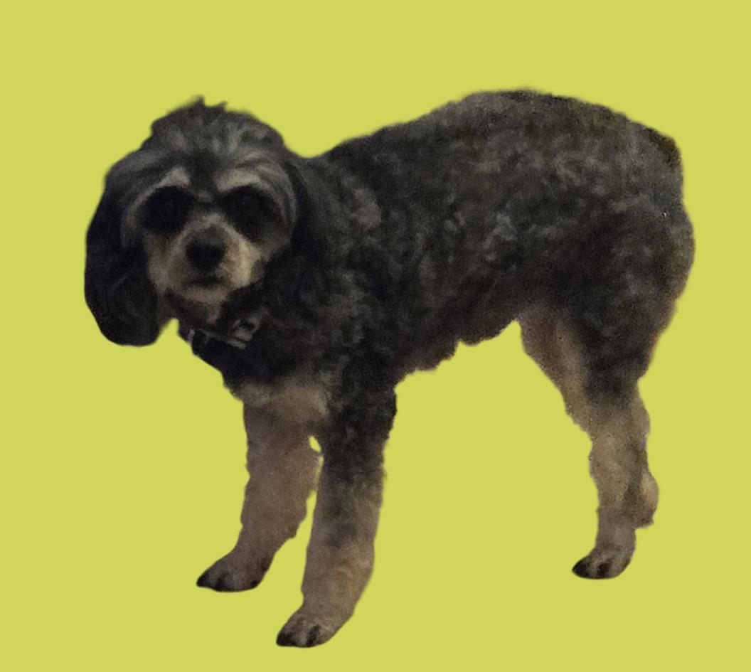 Enlarge Kameron, a Adoptable Cavapoo in Suffolk, VA image 2/3