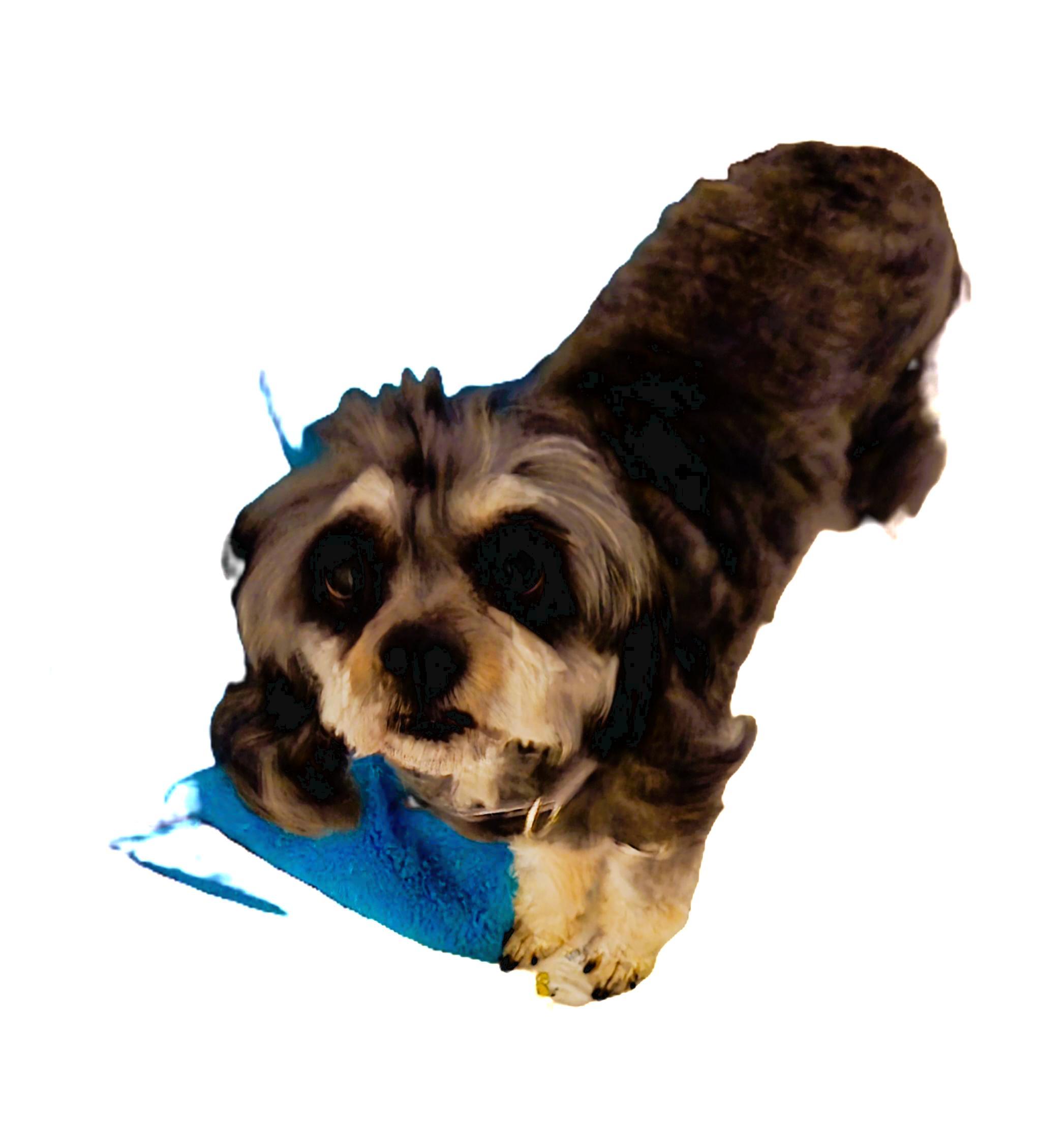 Enlarge Kameron, a Adoptable Cavapoo in Suffolk, VA image 3/3