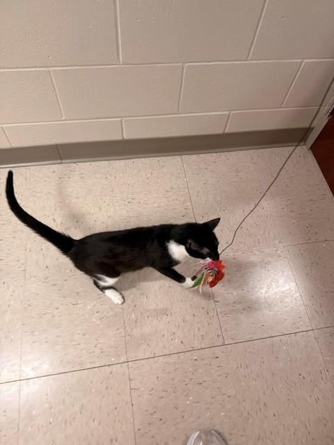 Enlarge Gangle, a ADOPTABLE Domestic Short Hair in Fayetteville, AR image 5/6