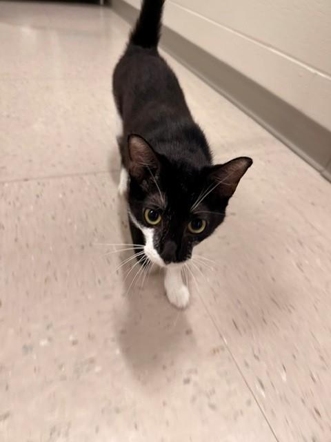 Enlarge Gangle, a ADOPTABLE Domestic Short Hair in Fayetteville, AR image 6/6
