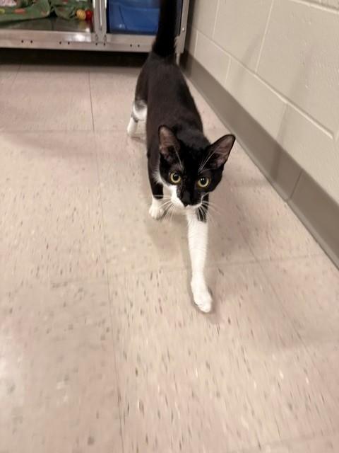 Enlarge Gangle, a ADOPTABLE Domestic Short Hair in Fayetteville, AR image 4/6