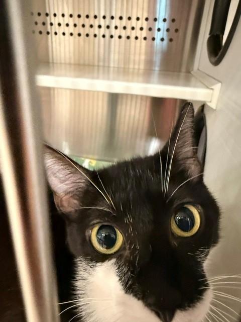 Enlarge Gangle, a ADOPTABLE Domestic Short Hair in Fayetteville, AR image 2/6