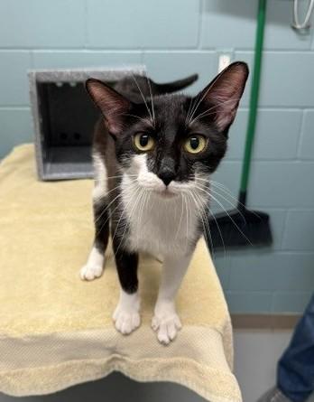 Enlarge Gangle, a ADOPTABLE Domestic Short Hair in Fayetteville, AR image 1/6