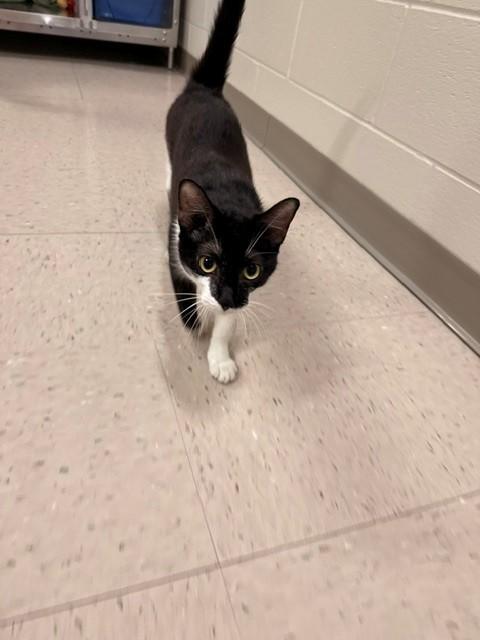 Enlarge Gangle, a ADOPTABLE Domestic Short Hair in Fayetteville, AR image 3/6