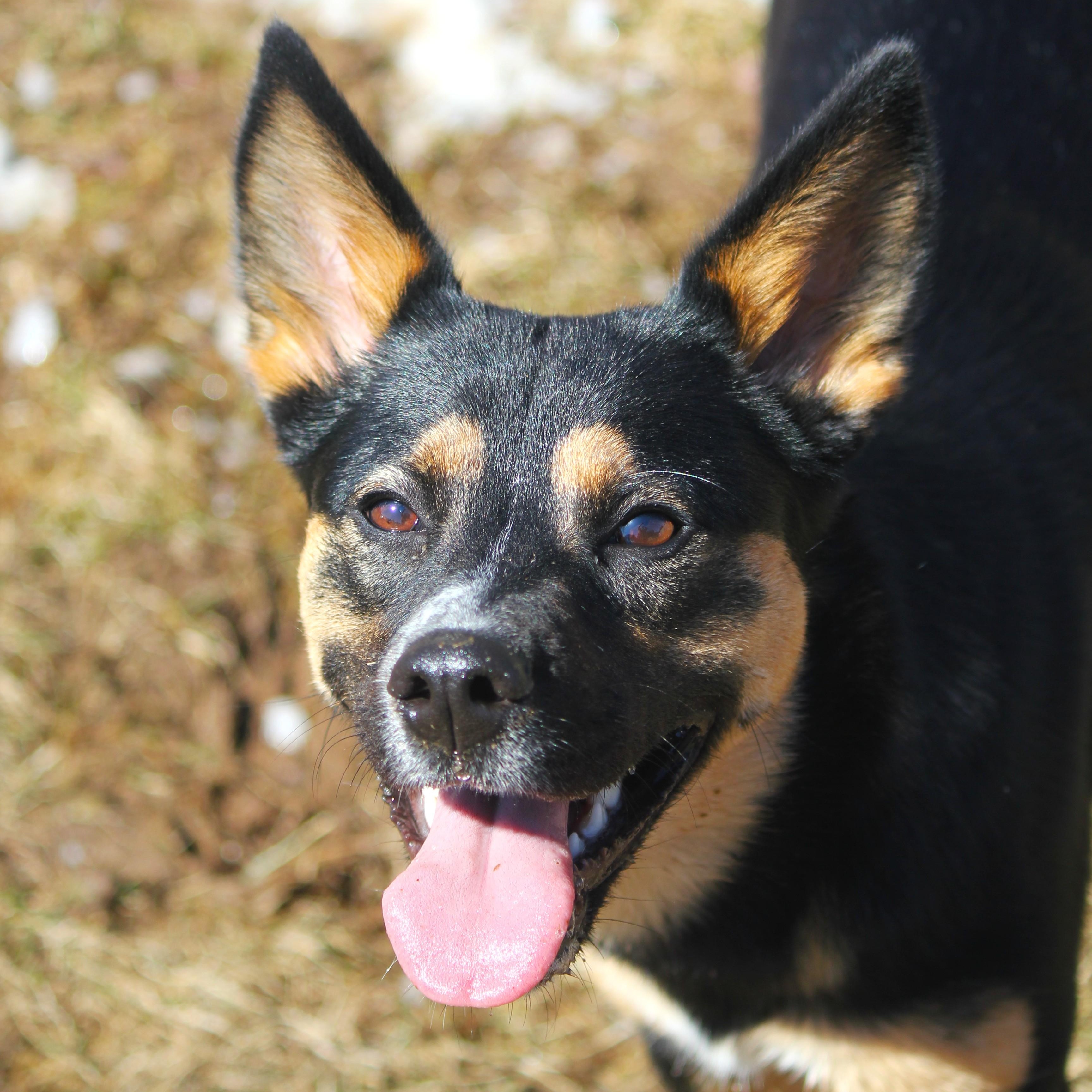 Enlarge Miley, a ADOPTABLE mixed breed in Hayward, WI image 1/4