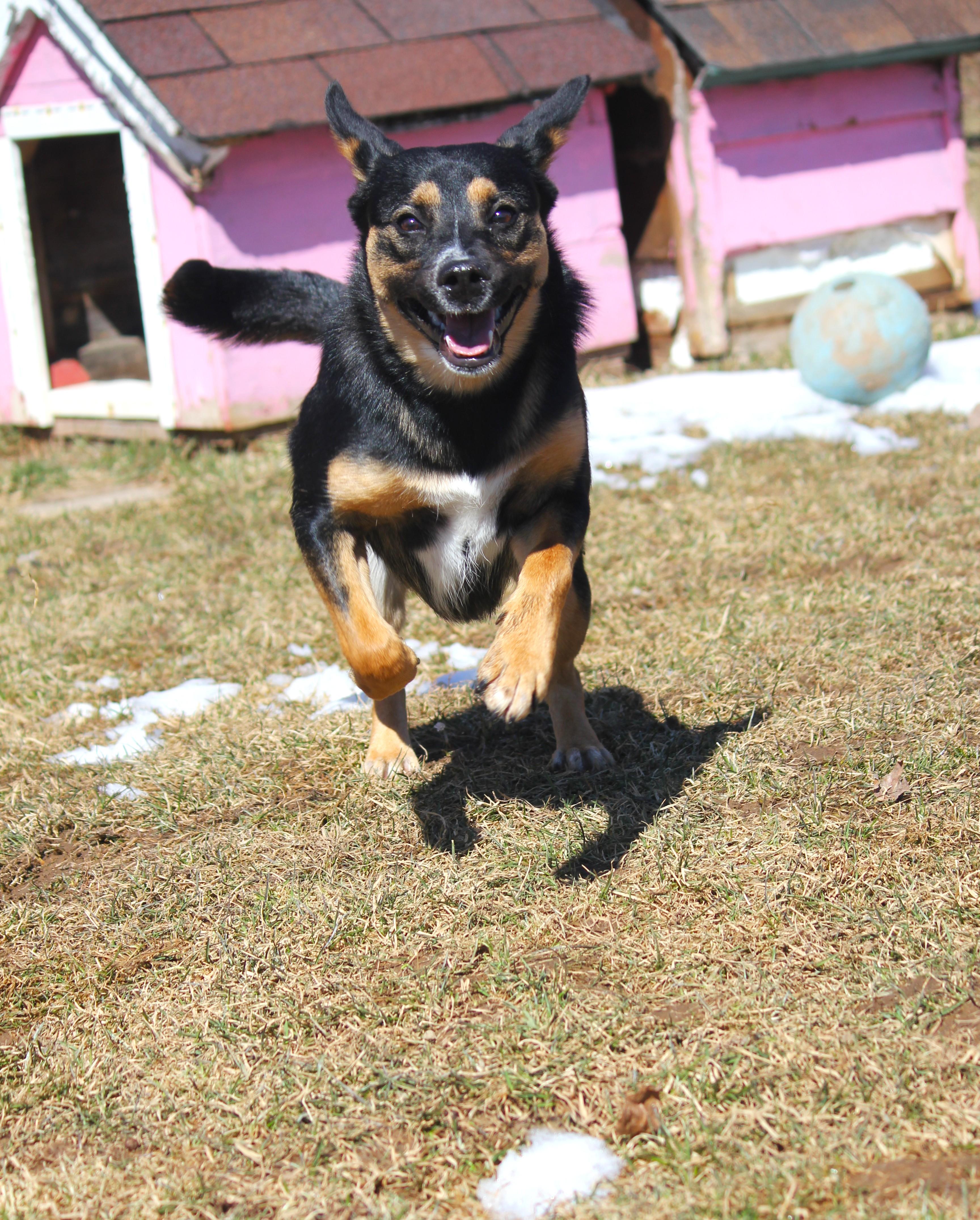 Enlarge Miley, a ADOPTABLE mixed breed in Hayward, WI image 3/4