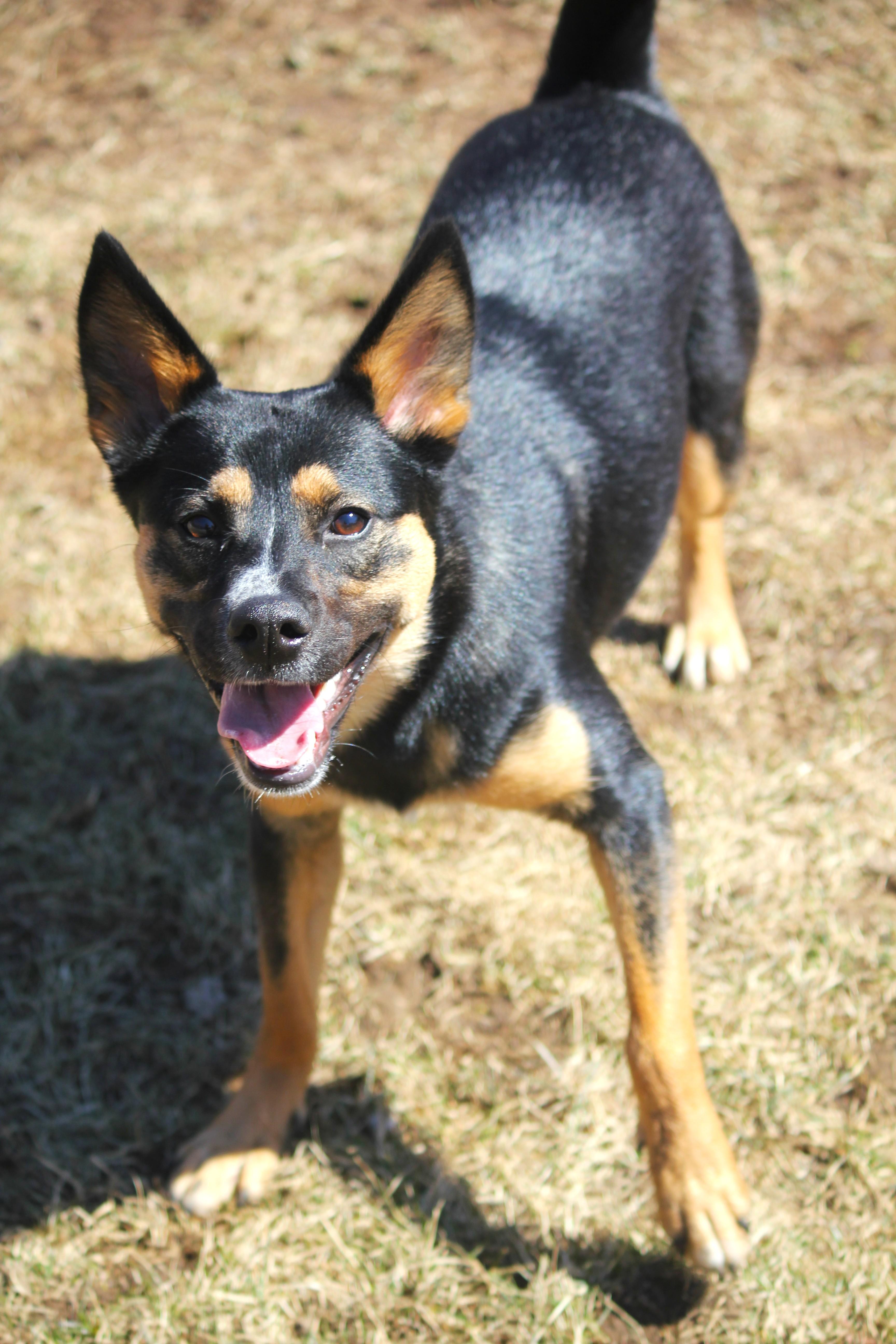 Enlarge Miley, a ADOPTABLE mixed breed in Hayward, WI image 4/4