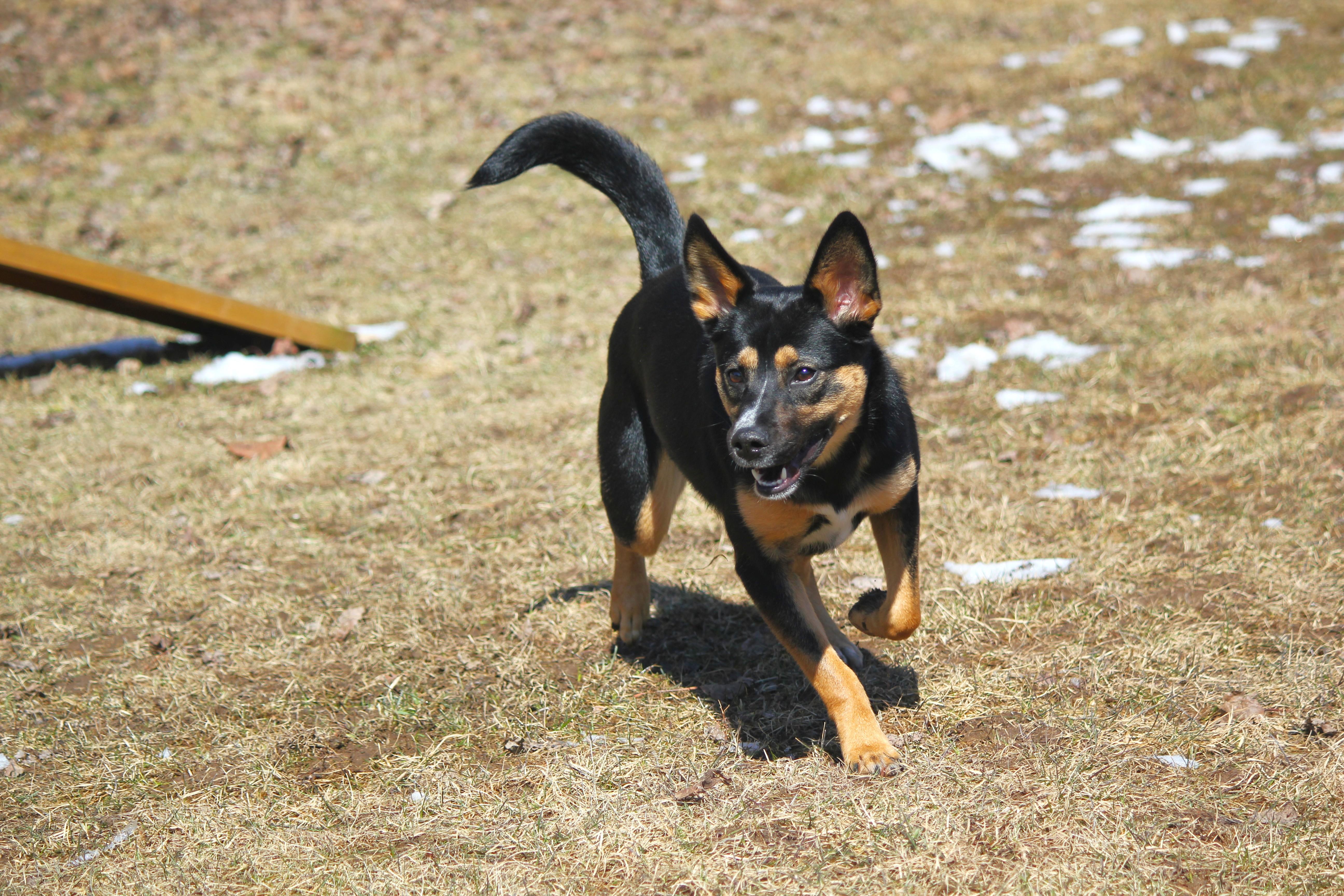 Enlarge Miley, a ADOPTABLE mixed breed in Hayward, WI image 2/4