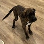 Enlarge Bentley - TRANSPORT AVAILABLE, a Adopted Boxer in Brazoria, TX image 4/6