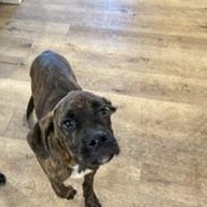 Enlarge Bentley - TRANSPORT AVAILABLE, a Adopted Boxer in Brazoria, TX image 2/6