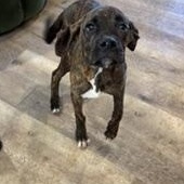 Enlarge Bentley - TRANSPORT AVAILABLE, a Adopted Boxer in Brazoria, TX image 5/6
