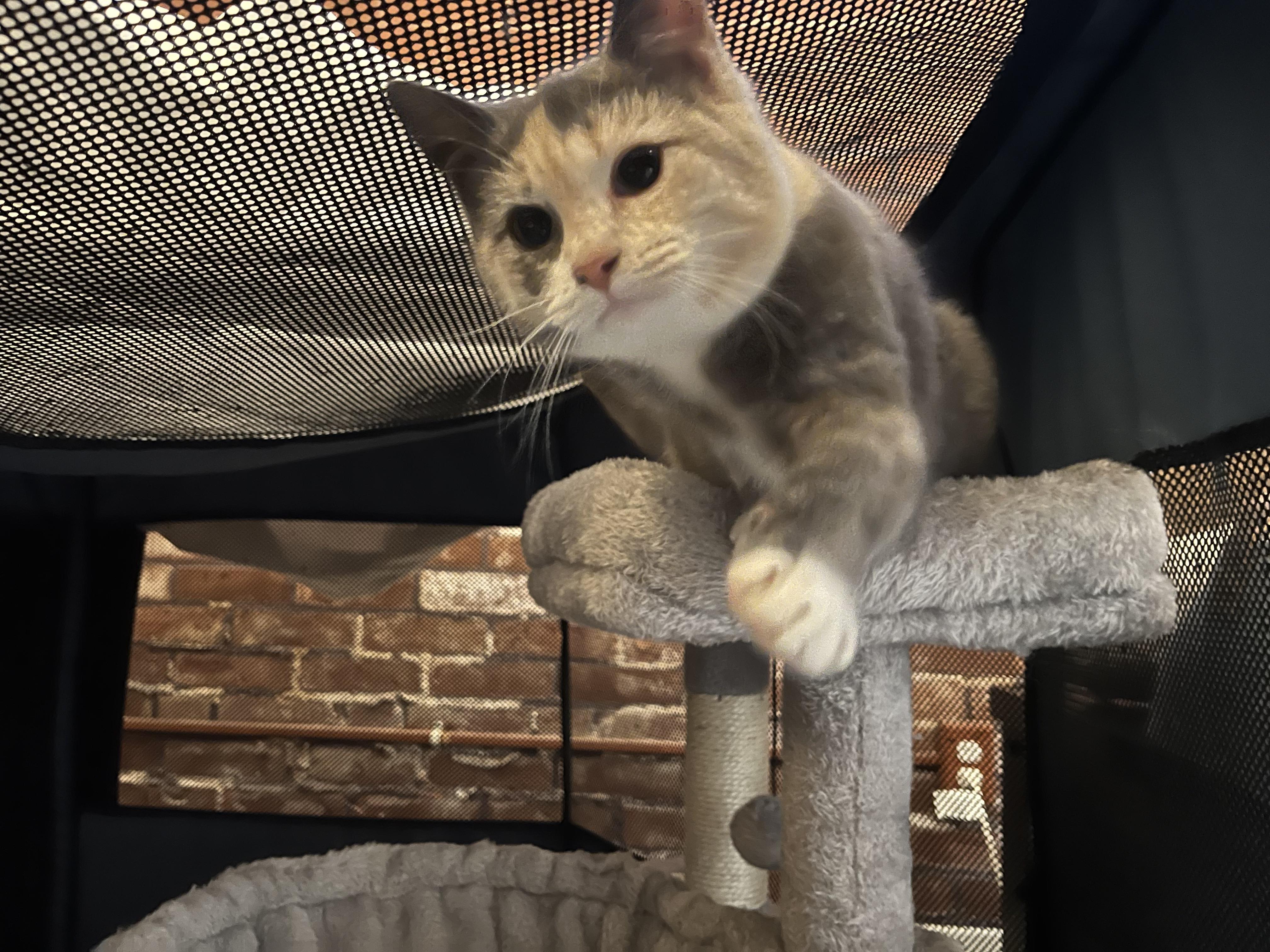 Enlarge Fluffernutter (Bonded to Cookie Butter), an adopted Domestic Short Hair in North Haven, CT image 1/1