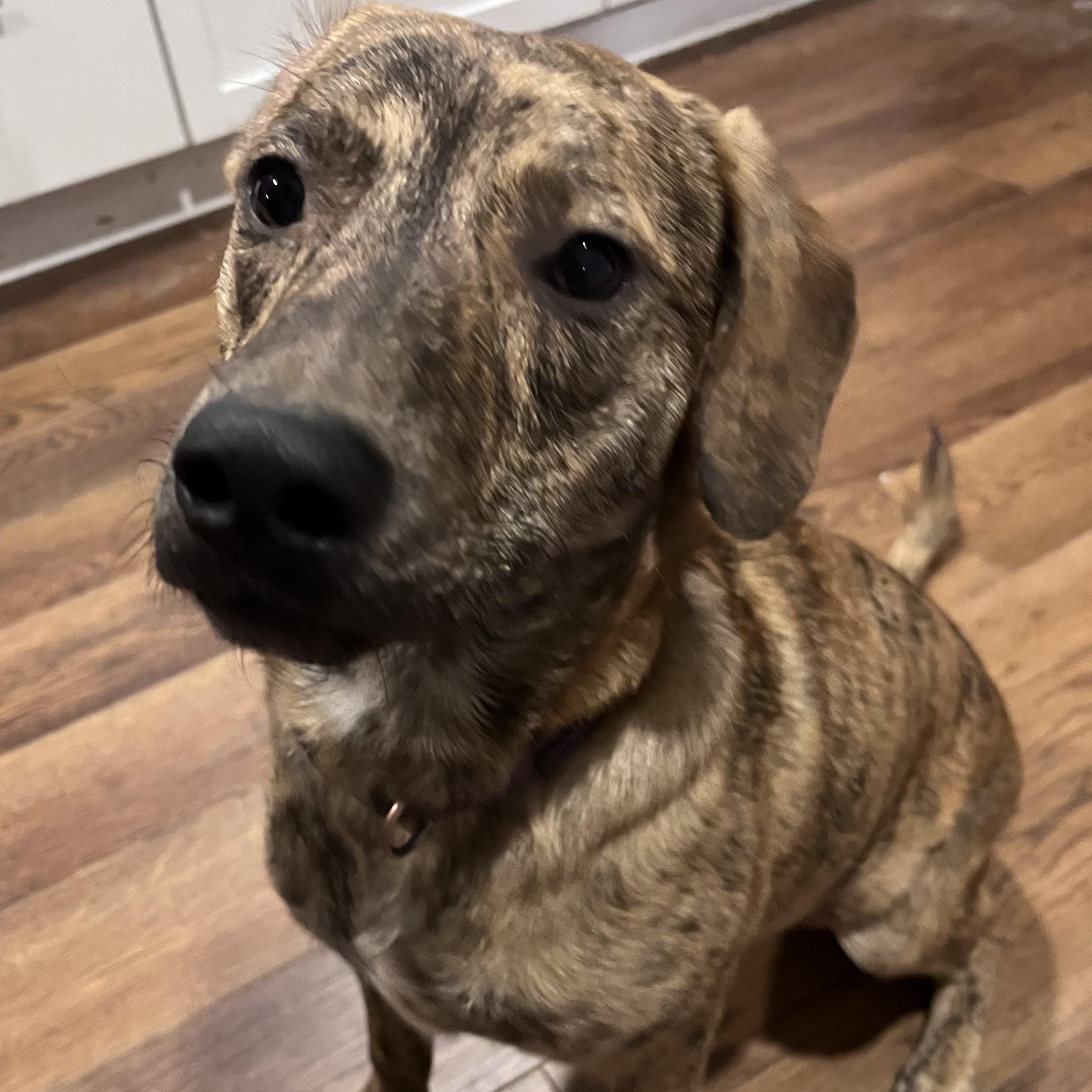 Chance, an adopted mixed breed in The Woodlands, TX image 3/5
