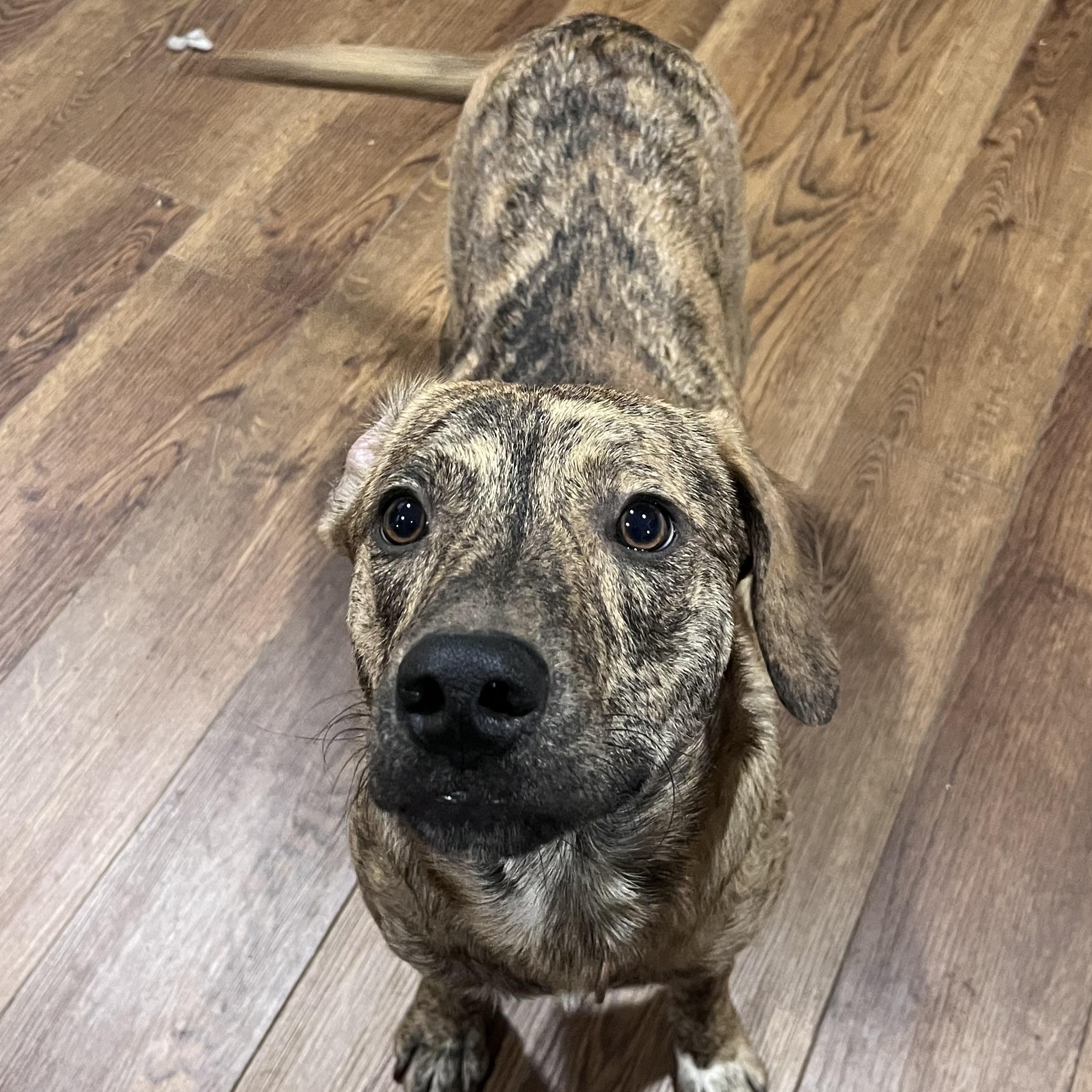 Chance, an adopted mixed breed in The Woodlands, TX image 4/5