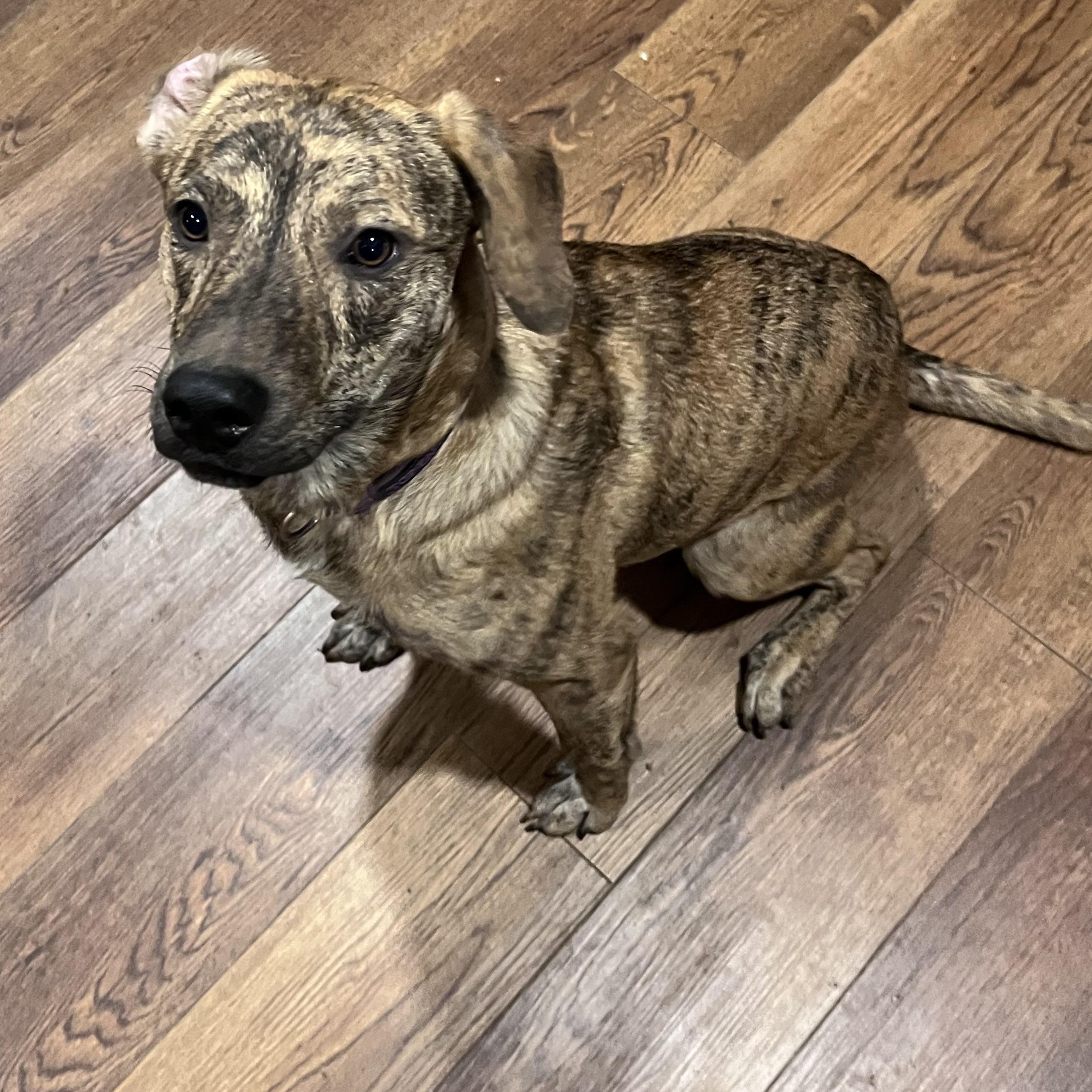 Chance, adopted, Young Male Plott Hound.