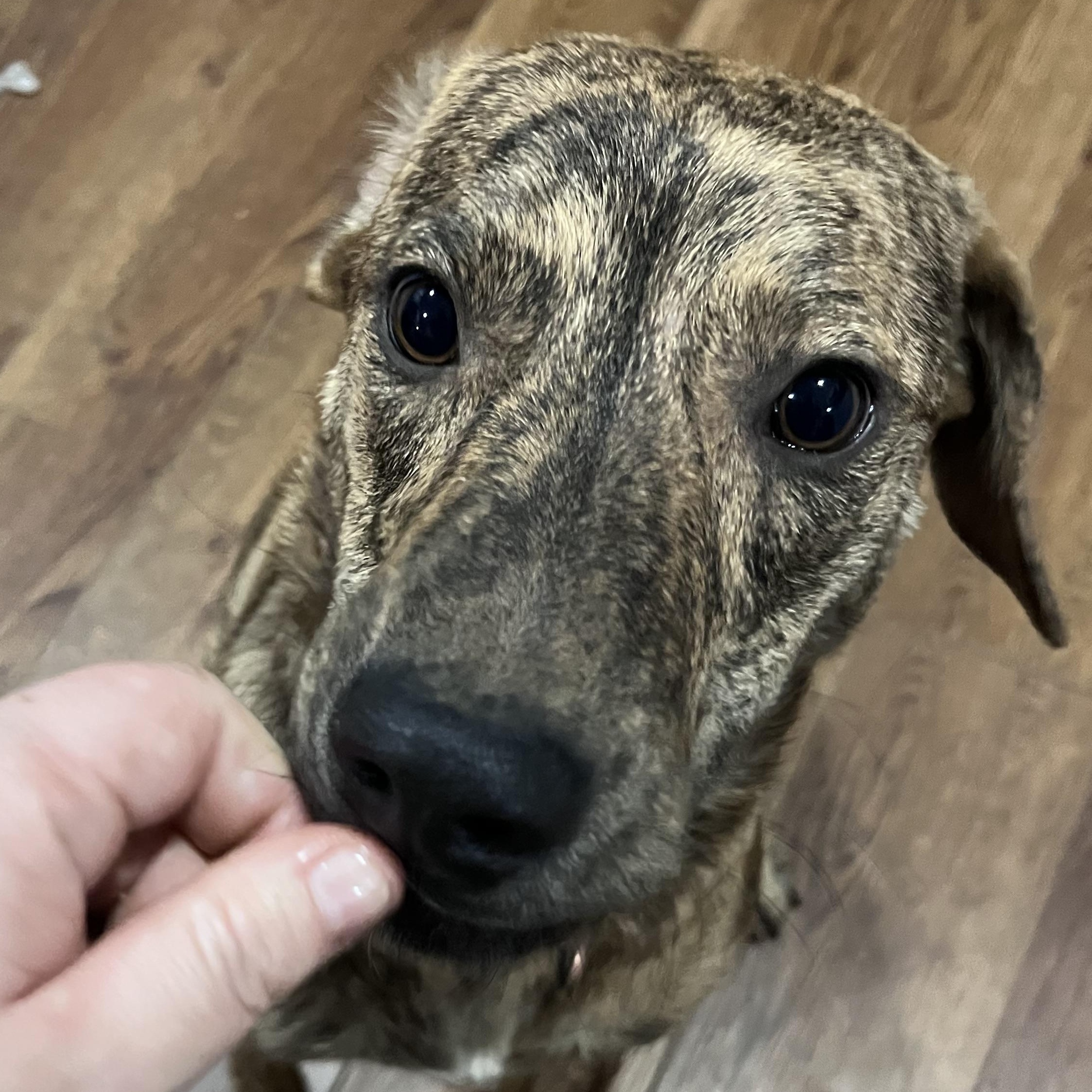 Chance, an adopted mixed breed in The Woodlands, TX image 5/5