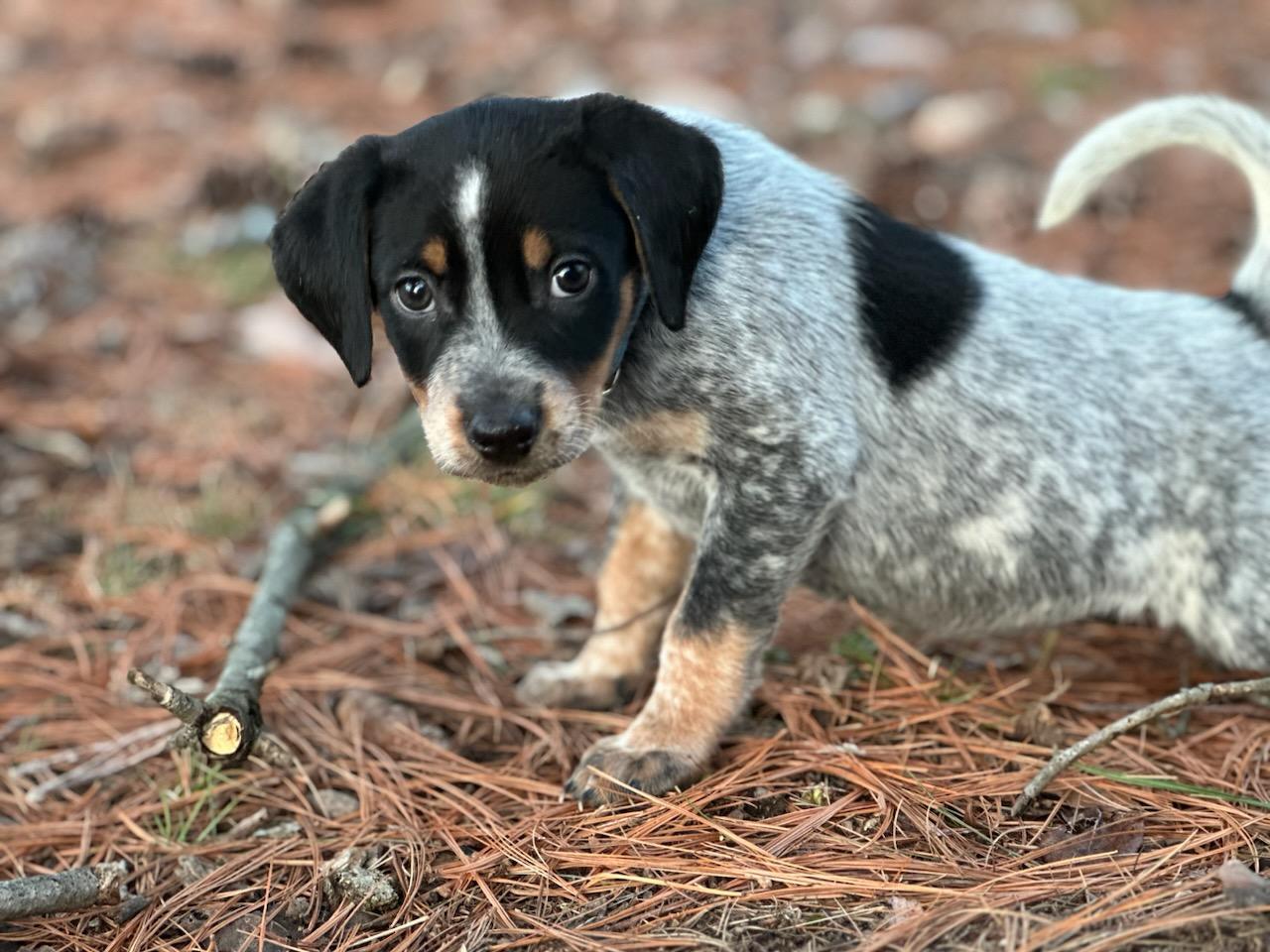 Goose, Adopted, Puppy Male Mixed Breed.