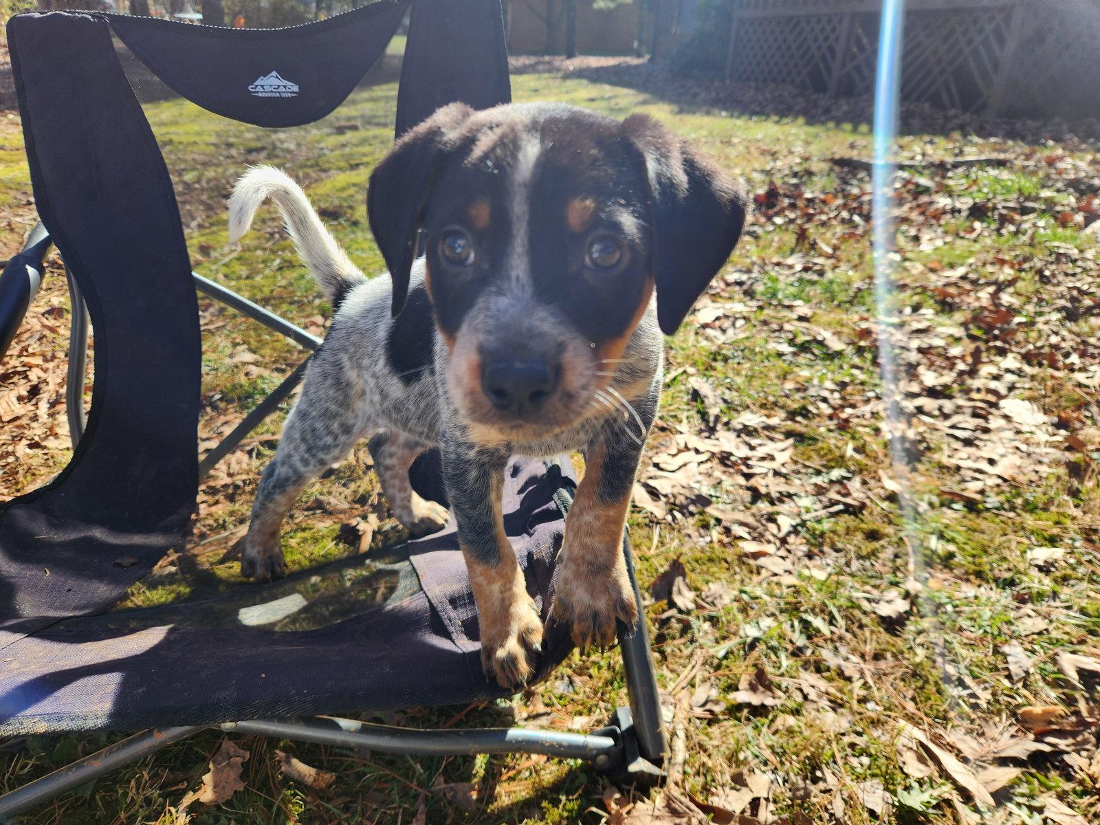 Enlarge Goose, a Adopted Mixed Breed in Forest, VA image 2/3