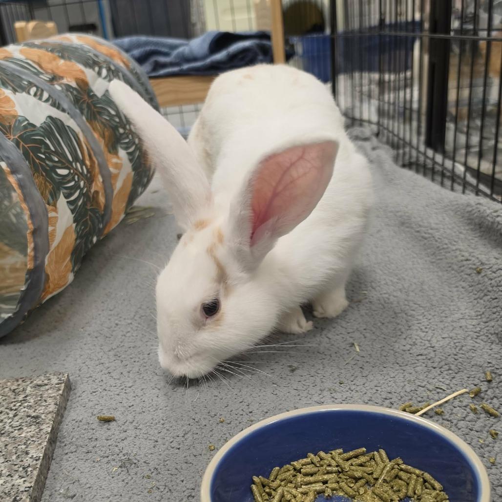 Marshmallow, Adoptable, Young Male Flemish Giant & American.