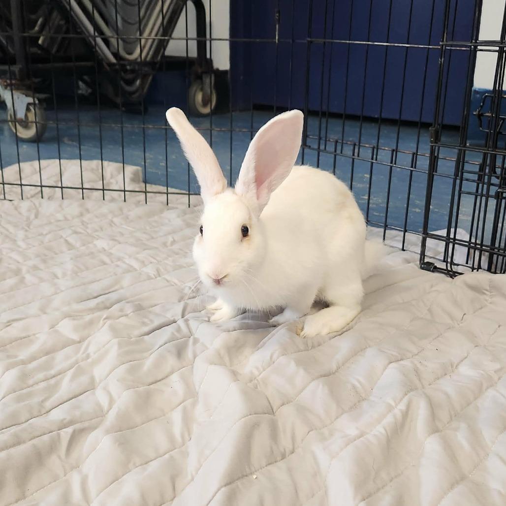 Enlarge Marshmallow, a Adoptable mixed breed in Hampton Bays, NY image 2/6