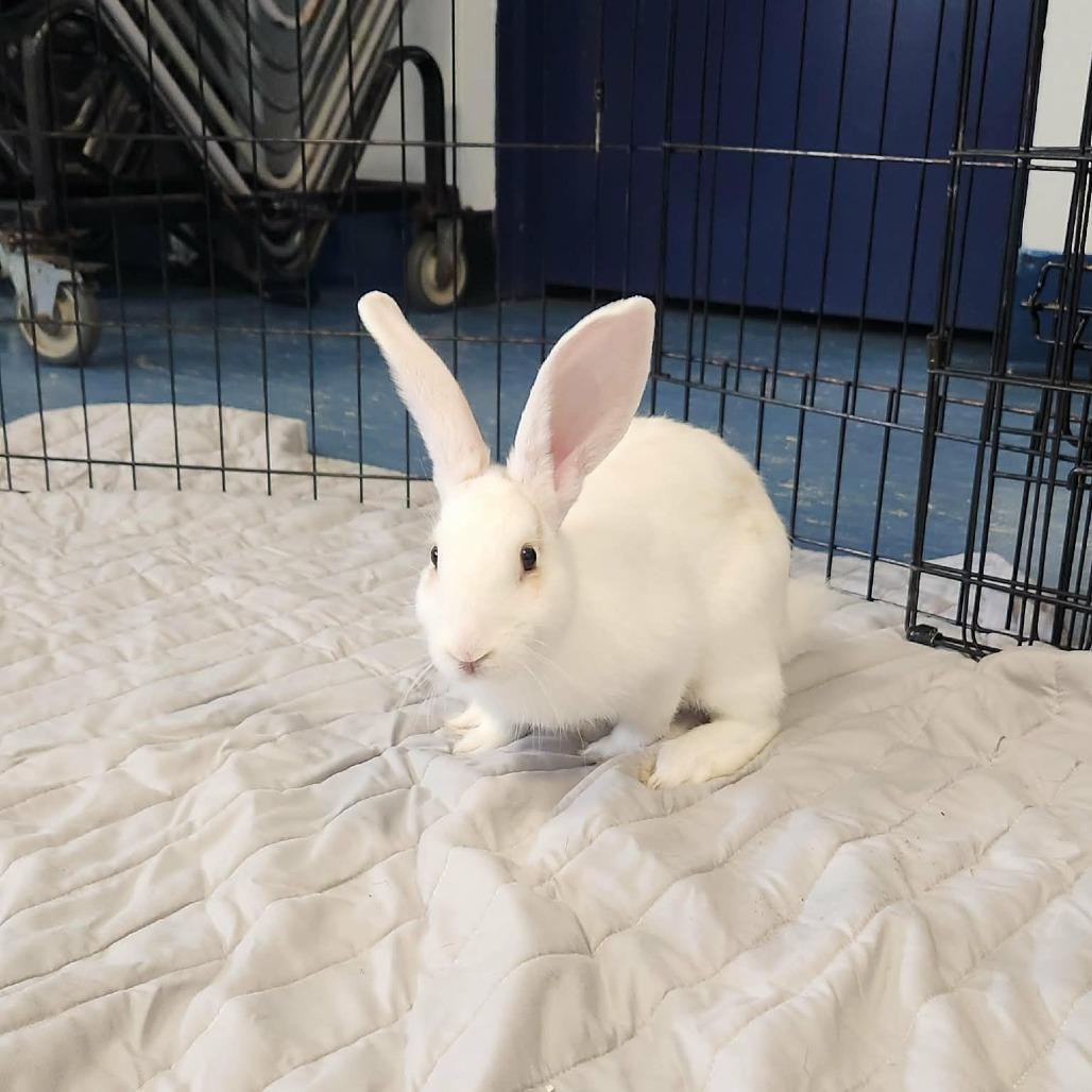 Enlarge Marshmallow, a Adoptable mixed breed in Hampton Bays, NY image 3/6