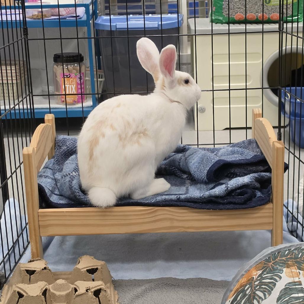 Enlarge Marshmallow, a Adoptable mixed breed in Hampton Bays, NY image 4/6