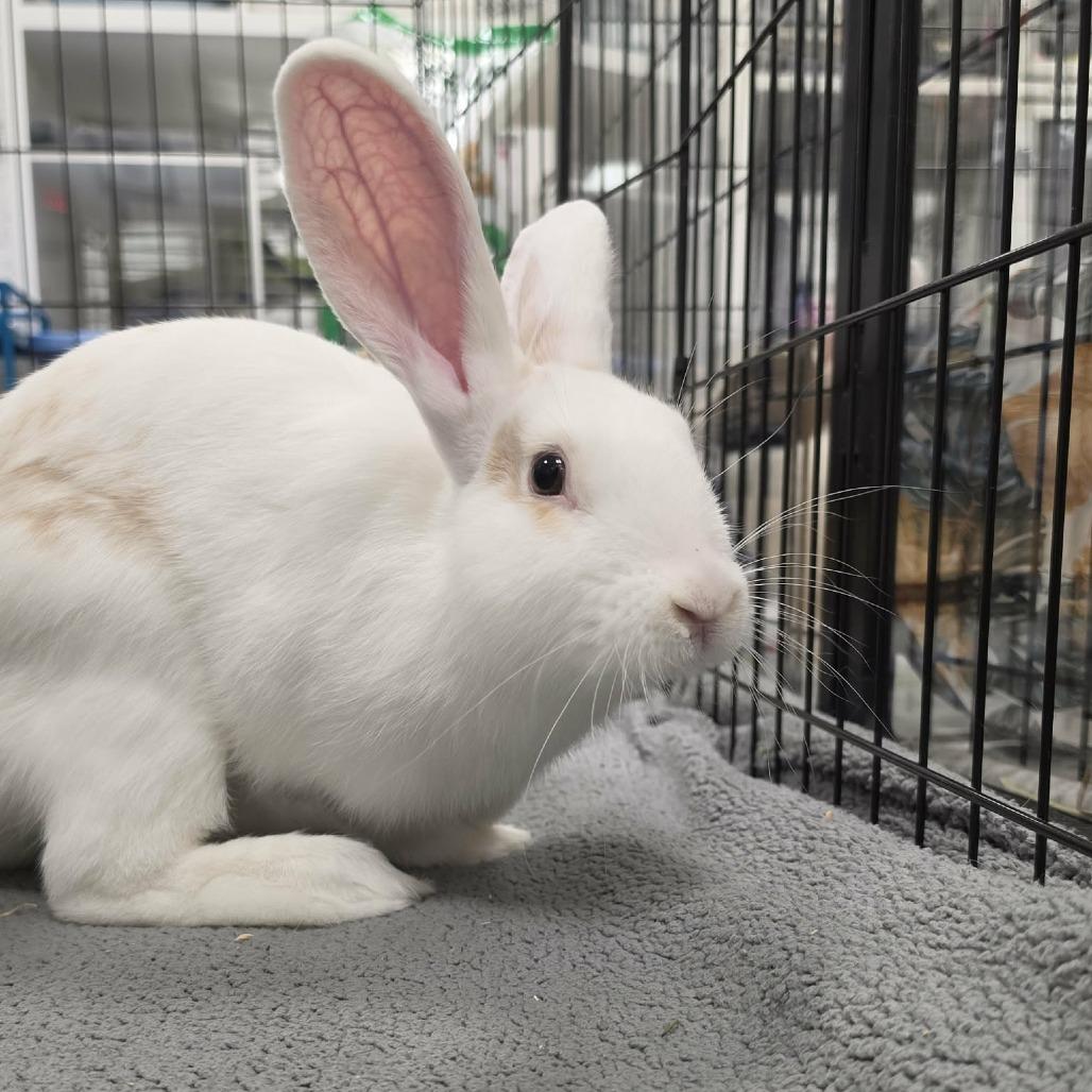 Enlarge Marshmallow, a Adoptable mixed breed in Hampton Bays, NY image 5/6